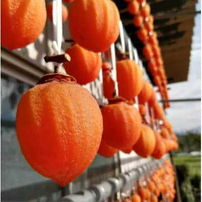 ãåžå Žã§ã¯ãç®ã«ããããªãçžèµ·ç©ãå¹»ã®ééãæ¿ æå€§ç³åºŠ50床ãªãŒããŒ2026幎1æäžæ¬ããçºéã1466851ã