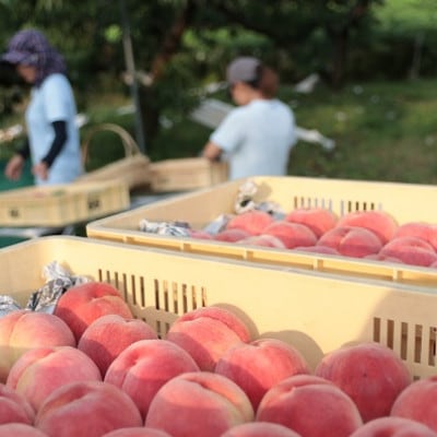 å
è¡åä»!ã2026幎7æçºééå§ããã蟲家ã€ãã·ã¿ãæ¡ã®ç£å°å±±æ¢šããçŽéã2kgããé
éäžå¯å°åïŒé¢å³¶ãã1707797ã