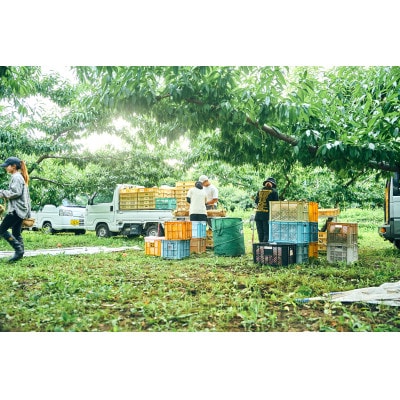 å
è¡åä»!ã2026幎7æçºééå§ããã蟲家ã€ãã·ã¿ãæ¡ã®ç£å°å±±æ¢šããçŽéã2kgããé
éäžå¯å°åïŒé¢å³¶ãã1707797ã