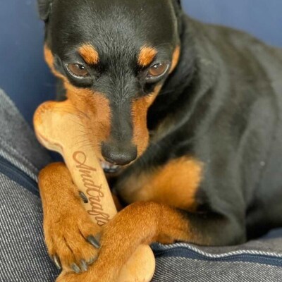 【&CRAFTS】ドッグトイ-bone- M【1529442】