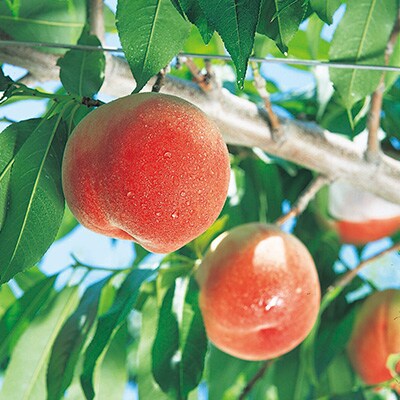 ã2026幎çºéã山梚åžç£ãæ¡ãçŽ3kgãé
éäžå¯å°åïŒé¢å³¶ãã1465106ã