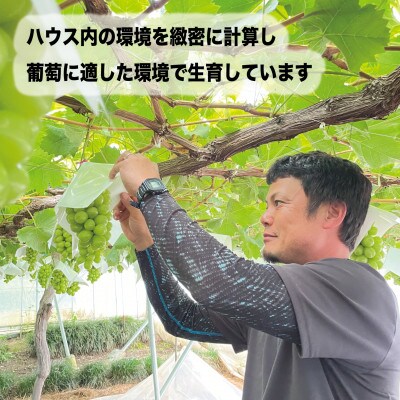 朝もぎ直送! 『ハウス　シャインマスカット』2房 ふるさと納税【配送不可地域：離島】【1275951】