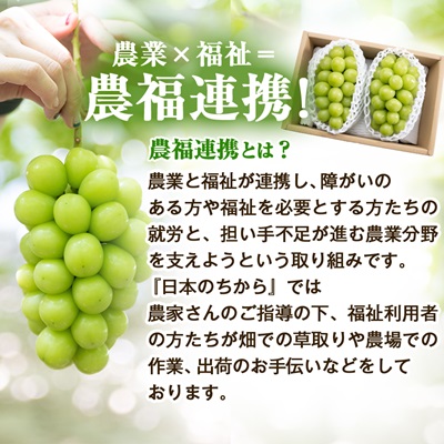 2026幎å
è¡åä»ãèŠãç®ã¯èš³ãã?å³ã¯æºè¶³!ã蟲çŠé£æºã·ã£ã€ã³ãã¹ã«ããèš1kgããå®¶åºçšããé
éäžå¯å°åïŒé¢å³¶ãã1679907ã