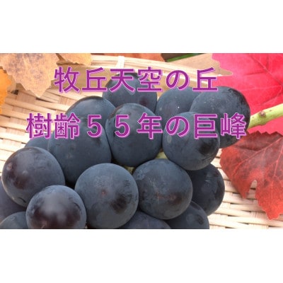 【2026年先行受付】2026年9月下旬発送「幻の牧丘天空の丘キング巨峰」 約1kg(2〜3房)【配送不可地域：離島・沖縄県】【1473334】