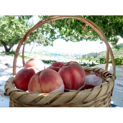 【山梨生まれ激レア品種 夢桃香】本場山梨品種指定約2kg　6月下旬より順次発送【配送不可地域：離島・北海道・沖縄県・中国・四国・九州】【1704706】