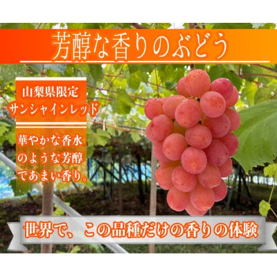 ã2026幎å
è¡äºçŽããµã³ã·ã£ã€ã³ã¬ãã å¯å£«ã®èŒ ã·ã£ã€ã³ãã¹ã«ãã 2kg 3æ¿(å1æ¿)ãé
éäžå¯å°åïŒé¢å³¶ãã1694811ã