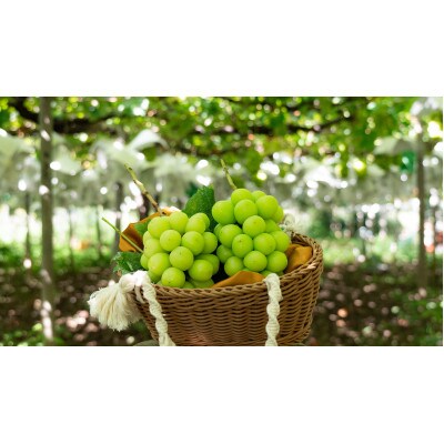 【2026年先行受付】農家直送のシャインマスカット2kg【配送不可地域：離島】【1339696】