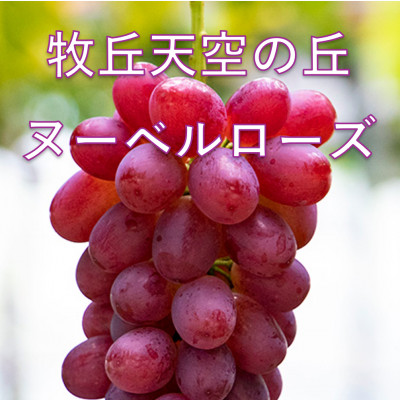 【2026年先行受付】2026年10月上旬発送「牧丘天空の丘ヌーベルローズ」 約1kg(2〜3房)【配送不可地域：離島・沖縄県】【1473356】