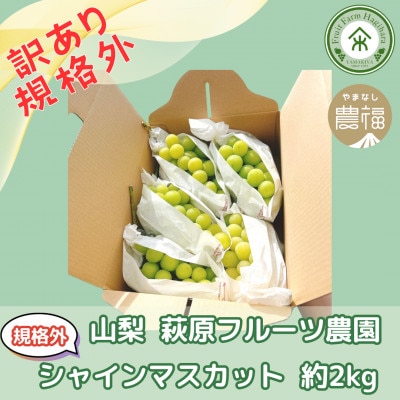 【2026年先行予約】山梨・萩原フルーツ農園の訳ありシャインマスカット(規格外 約2kg)【配送不可地域：離島】【1544663】