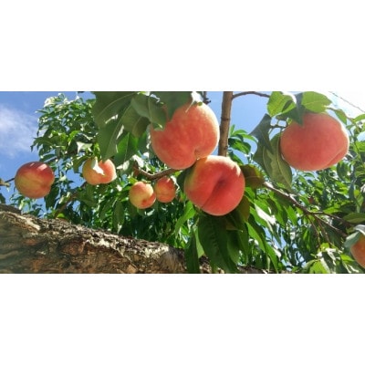 縲2026蟷エ蜈郁。悟女莉倥第眠魄ョ!螻ア譴ィ蟶ら肇 譯 邏3kg(8縲12邇)縲宣埼∽ク榊庄蝨ー蝓滂シ夐屬蟲カ縲代1305781縲