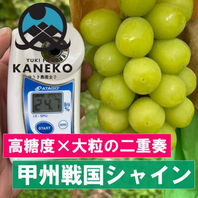 【今逃せば1年待ち】生産量日本一が誇る甲州戦国シャインマスカットプレミアム2025年9月下旬より発送【配送不可地域：離島】【1495755】
