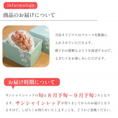 2026年発送【数量限定】山梨県産 希少品種「サンシャインレッド」1房 約500〜600g 化粧箱入【配送不可地域：離島・沖縄県】【1515303】