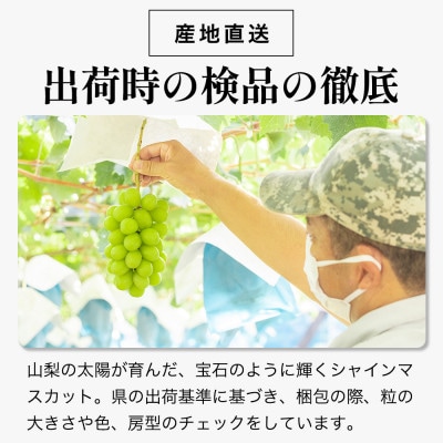 ãæ°ééå® ã6æäžæ¬ã7æäžæ¬çºéãããŠã¹æ œå¹ã®ãã·ã£ã€ã³ãã¹ã«ããã 1æ¿ãé
éäžå¯å°åïŒé¢å³¶ã»æ²çžçãã1041840ã