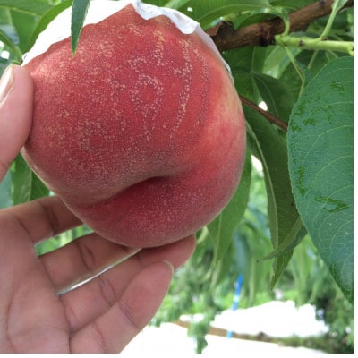 【果汁が弾ける初夏の宝石 日川白鳳】本場山梨品種指定約2kg　6月中旬より順次発送【配送不可地域：離島・北海道・沖縄県・中国・四国・九州】【1704666】