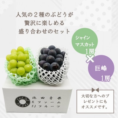 ã2026幎å
è¡åä»ãã·ã£ã€ã³ãã¹ã«ãã å·šå³° 2çš®ã»ãã 倧人æ°ã¶ã©ã2çš®çãåããèš1kg以äžãé
éäžå¯å°åïŒé¢å³¶ãã1296211ã