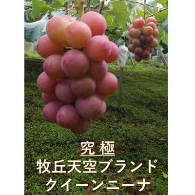 【2026年先行受付】2026年10月上旬発送「牧丘天空の丘クイーンニーナ」約1kg(2〜3房)【配送不可地域：離島・沖縄県】【1473343】