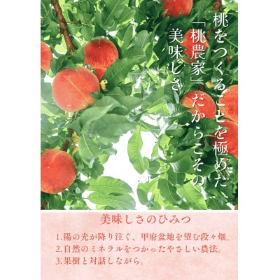 å
è¡åä»!ã2026幎7æçºééå§ãæ¡ã®ç£å°å±±æ¢šãããå±ããããŒãå°ç§ã€ãã·ã¿ã®æ¡ã1kgãé
éäžå¯å°åïŒé¢å³¶ãã1707808ã