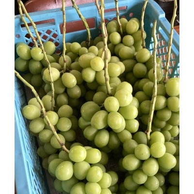 【2026年9月発送予定】シャインマスカット 約4.0kg(6〜8房)【配送不可地域：離島】【1727562】