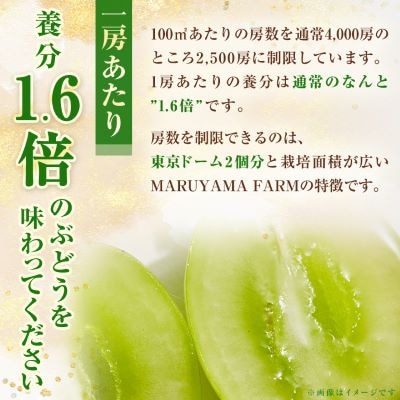 ãçºéæåºå®å®æäŸ¿ããèŸ²ææ°Žç£å€§è£è³åè³!!ã山梚ã®çœæ¡ãšã·ã£ã€ã³ãã¹ã«ããã®å
š2åãå1kg以äžãé
éäžå¯å°åïŒé¢å³¶ã»æ²çžçãã4005369ã