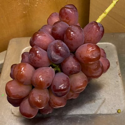 【見つけたらラッキー】この時期しか食べれない数に限りのある希少品種富士の輝2026年9月下旬より発送【配送不可地域：離島】【1495749】