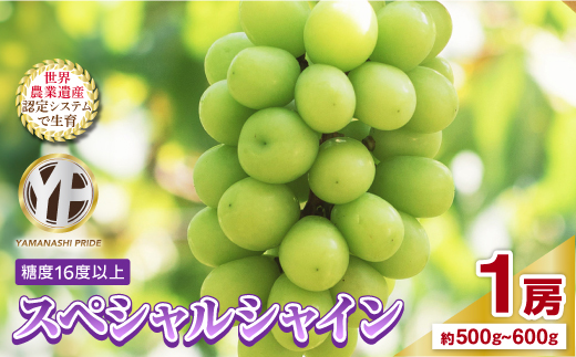 2026年度先行予約 フルーツ王国山梨産厳選 シャインマスカット 1房(約500-600g)【配送不可地域：離島】【1501766】