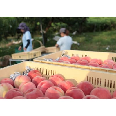 å
è¡åä»!ã2026幎7æçºééå§ãæ¡ã®ç£å°å±±æ¢šãããå±ããããŒãå°ç§ã€ãã·ã¿ã®æ¡ã5kgãé
éäžå¯å°åïŒé¢å³¶ãã1707820ã