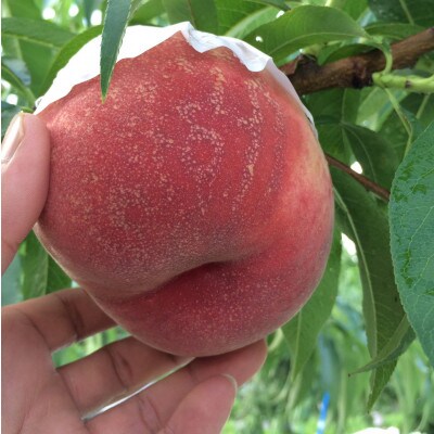 人気ゴールデン番組で話題沸騰!桃通が好む硬甘桃お試し約1kg8月中旬より発送【配送不可地域：離島・北海道・沖縄県・中国・四国・九州】【1410779】