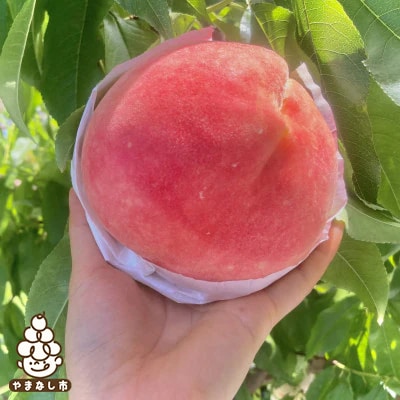 2026年発送【旬の桃 約2kg 5〜7玉】 坂の上の桃 硬くて甘い! 食べ応え抜群!【配送不可地域：離島】【1264617】