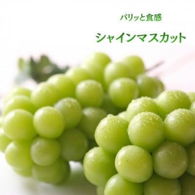 【発送月固定定期便】【2026年先行受付】旬のフルーツ定期便　桃2kg・シャインマスカット全2回【配送不可地域：離島・沖縄県】【4076701】