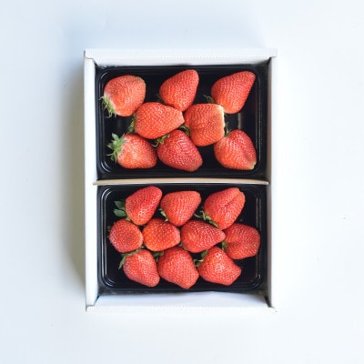 ★2026年度発送　山梨市産　いちご　土耕栽培かおりの500g相当【配送不可地域：離島・沖縄県】【1642766】