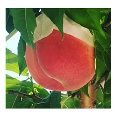 【2026年発送】桃 2kg(5~7玉入り)【配送不可地域：離島・北海道・沖縄県・中国・四国・九州】【1716297】