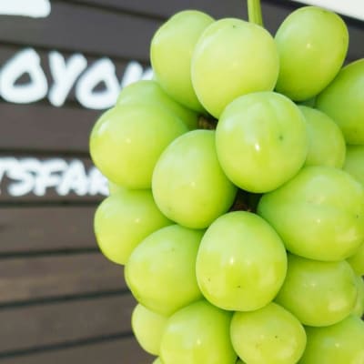 【2026発送予定】特選!シャインマスカット2房化粧箱入　山梨市産地直送　約500g×2房【配送不可地域：離島】【1178158】