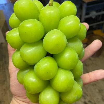 【本場山梨が誇るシャインマスカット】高糖度×大粒が織りなす二重奏贈答プレミアム2026年9月中旬発送【配送不可地域：離島】【1495753】