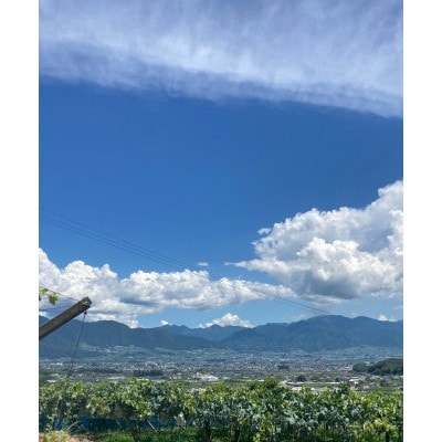 【2026年8月発送予定】巨峰6〜8房 (約4.0kg)【配送不可地域：離島】【1727567】