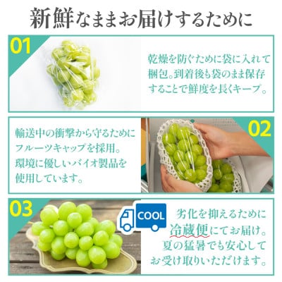 ãæ°ééå® ã6æäžæ¬ã7æäžæ¬çºéãããŠã¹æ œå¹ã®ãã·ã£ã€ã³ãã¹ã«ããã 1æ¿ãé
éäžå¯å°åïŒé¢å³¶ã»æ²çžçãã1041840ã