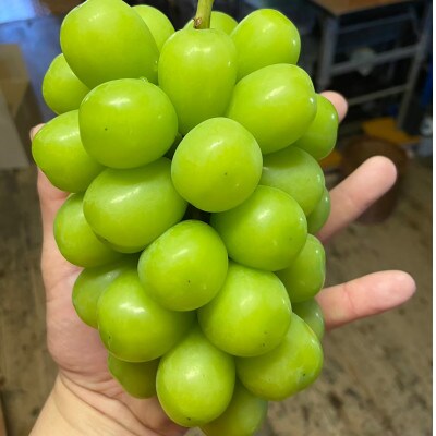 【今逃せば1年待ち】生産量日本一が誇る甲州戦国シャインマスカットプレミアム2025年9月下旬より発送【配送不可地域：離島】【1495755】