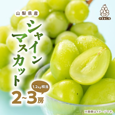 ã2026çºéãå³éž æ± ç°éæã®ã·ã£ã€ã³ãã¹ã«ãã2æ¿ã3æ¿(1.2kgçžåœ) ãµãããšçŽçšãé
éäžå¯å°åïŒé¢å³¶ã»æ²çžçãã1280515ã