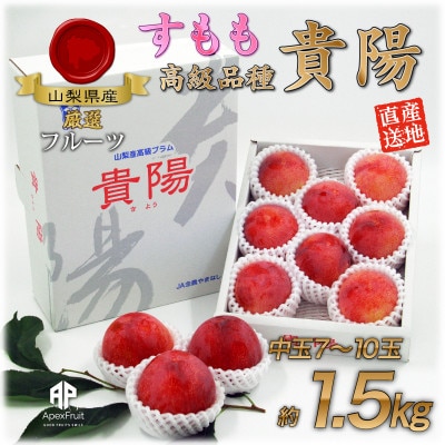 【2027年発送先行受付】すもも『中玉貴陽』約1.5kg(7〜10玉)【配送不可地域：離島】【1395560】