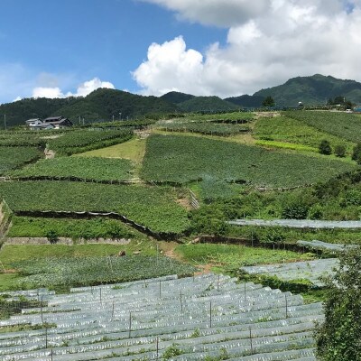 【2026年発送】精選! シャインマスカット 約2kg (3〜4房)【配送不可地域：離島】【1121133】