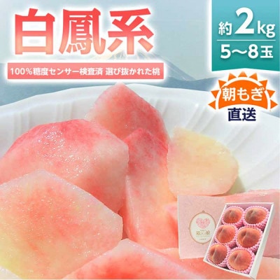 《2026年発送　先行受付》桃 『白鳳系』 約2kg 5〜8玉 朝もぎ直送! 選び抜かれた桃【配送不可地域：離島】【1275881】