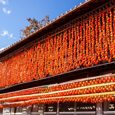 【2026年12月発送】山梨産枯露柿「蜜六花」6〜8個入 季節限定 ドライフルーツ 高級干し柿【1028349】