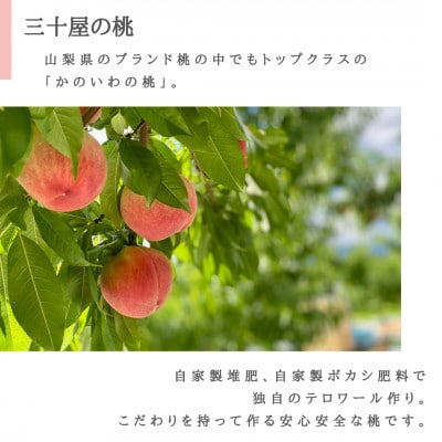 「2026年先行受付」三十屋木熟桃 【1.5kg】【配送不可地域：離島】【1515509】