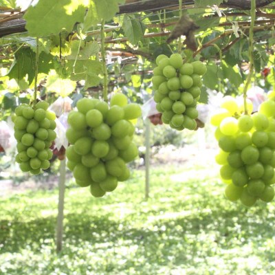 10月下旬より発送「幻の牧丘天空マスカ・サーティーン」約1kg(2〜3房)【配送不可地域：離島】【1582592】