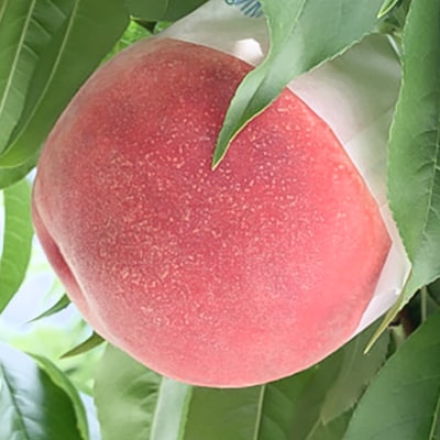 もも(8〜9玉)/80【配送不可地域：離島】【1299425】