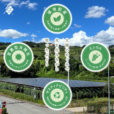 シャインマスカット 2〜3房 計1kg 訳あり ご家庭用【配送不可地域：離島・沖縄県】【1729248】