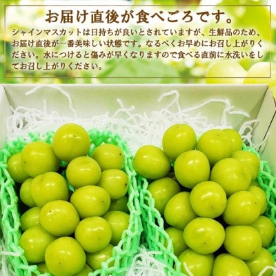 ã2026çºéãå³éž æ± ç°éæã®ã·ã£ã€ã³ãã¹ã«ãã2æ¿ã3æ¿(1.2kgçžåœ) ãµãããšçŽçšãé
éäžå¯å°åïŒé¢å³¶ã»æ²çžçãã1280515ã