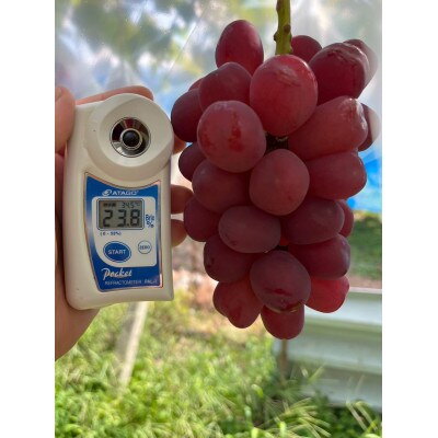 ãç²å·æŠåœé«çŽãã©ã³ãè¡èãå§åç人æ°ããã7é£ã¹æ¯ã¹ã¬ãã£ã»ããçŽ1kg2çš®ã2026幎äºçŽãé
éäžå¯å°åïŒé¢å³¶ãã1579835ã