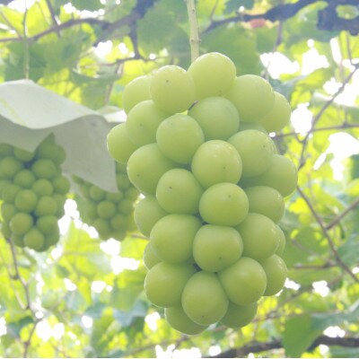 ã2026幎çºéãå³éž!ã·ã£ã€ã³ãã¹ã«ããçŽ1.8ã2.0kgã3ã5æ¿å
¥ããé
éäžå¯å°åïŒé¢å³¶ãã1395552ã