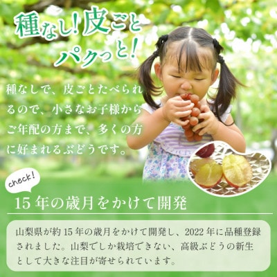 2026年発送【数量限定】山梨県産 希少品種「サンシャインレッド」1房 約500〜600g 化粧箱入【配送不可地域：離島・沖縄県】【1515303】