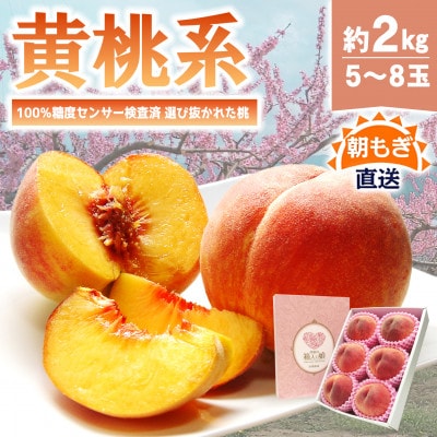 《2026年発送　先行受付》朝もぎ直送!『黄桃系』5〜8玉  選び抜かれた桃【配送不可地域：離島】【1402520】